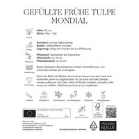 Gefüllte frühe Tulpen Mondial weiß, 7 Blumenzwiebeln Gefüllte frühe Tulpen Mondial weiß, 7 Blumenzwiebeln