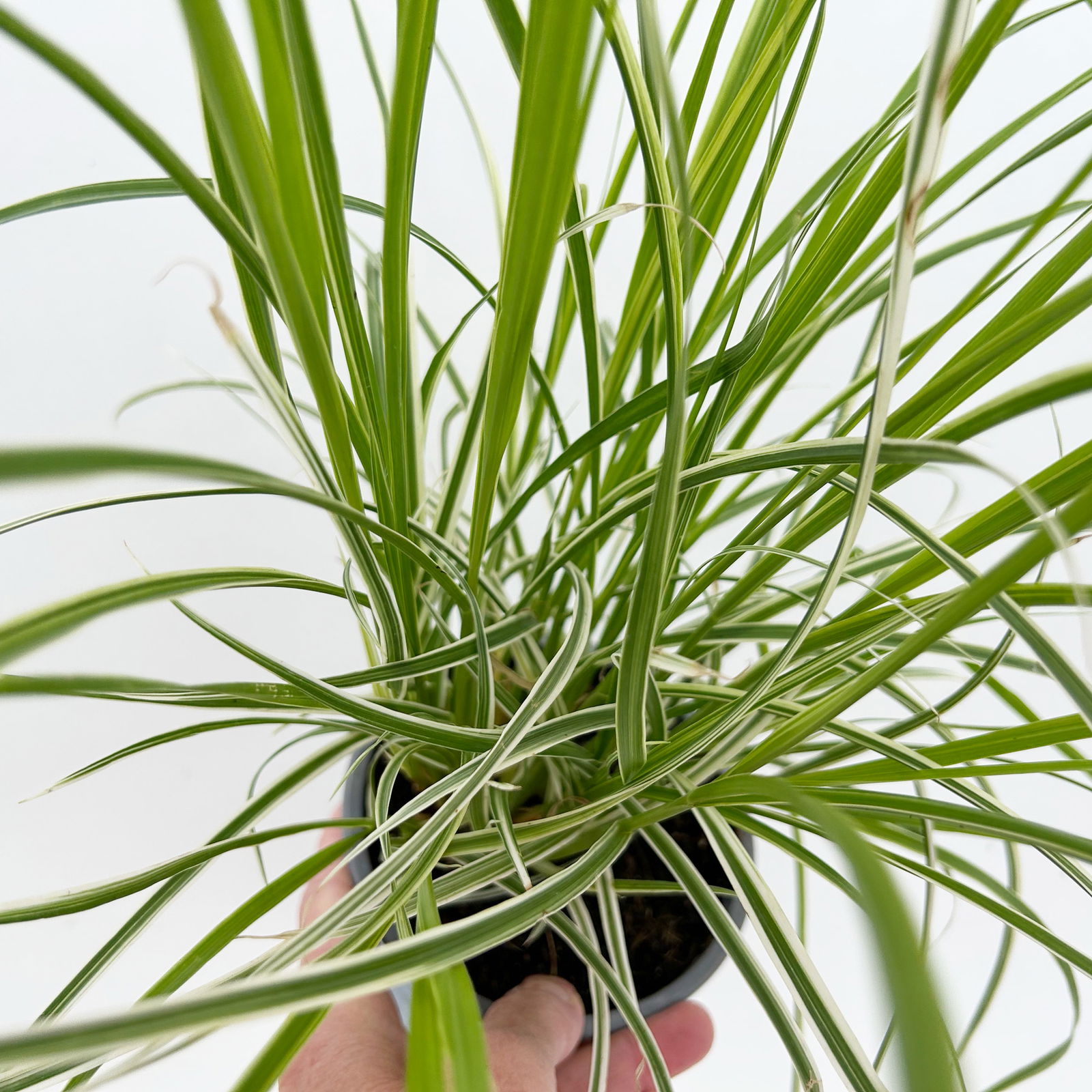 Buntes Lampenputzergras 'Sky Rocket', grün-weiß, Topf-Ø 12 cm, 3 Pflanzen