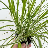 Buntes Lampenputzergras 'Sky Rocket', grün-weiß, Topf-Ø 12 cm, 3 Pflanzen