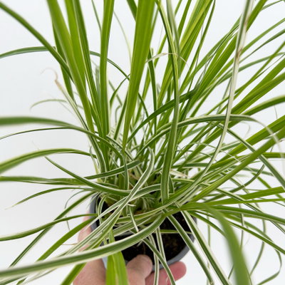 Buntes Lampenputzergras 'Sky Rocket', grün-weiß, Topf-Ø 12 cm, 3 Pflanzen Buntes Lampenputzergras 'Sky Rocket', grün-weiß, Topf-Ø 12 cm, 3 Pflanzen