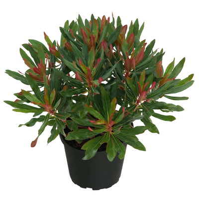 Bio Wolfsmilch 'Xenia', grün-dunkelrot, Topf-Ø 12 cm, 3 Pflanzen Bio Wolfsmilch 'Xenia', grün-dunkelrot, Topf-Ø 12 cm, 3 Pflanzen