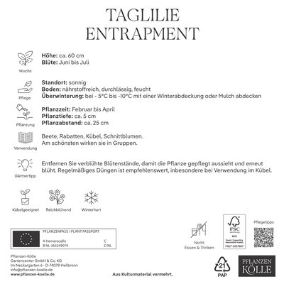 Kölles Beste Taglilie Entrapment, 2 Blumenknollen