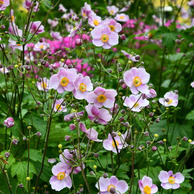 Herbst-Anemone rosa, 3 Liter Topf Herbst-Anemone rosa, 3 Liter Topf