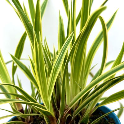 Bio Garten-Segge 'Vanilla Ice', Topf-Ø 12 cm, 3 Pflanzen