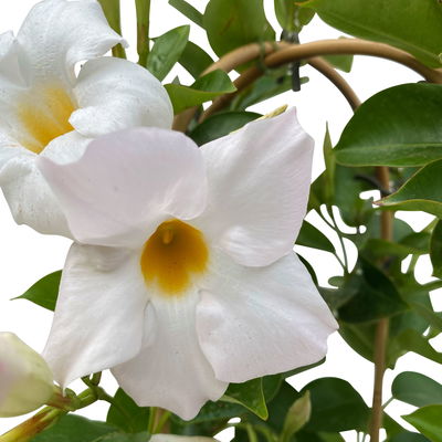 Dipladenie, weiß, Doppelbogen, Topf-Ø 14 cm, Höhe ca. 40 cm, 2 Pflanzen