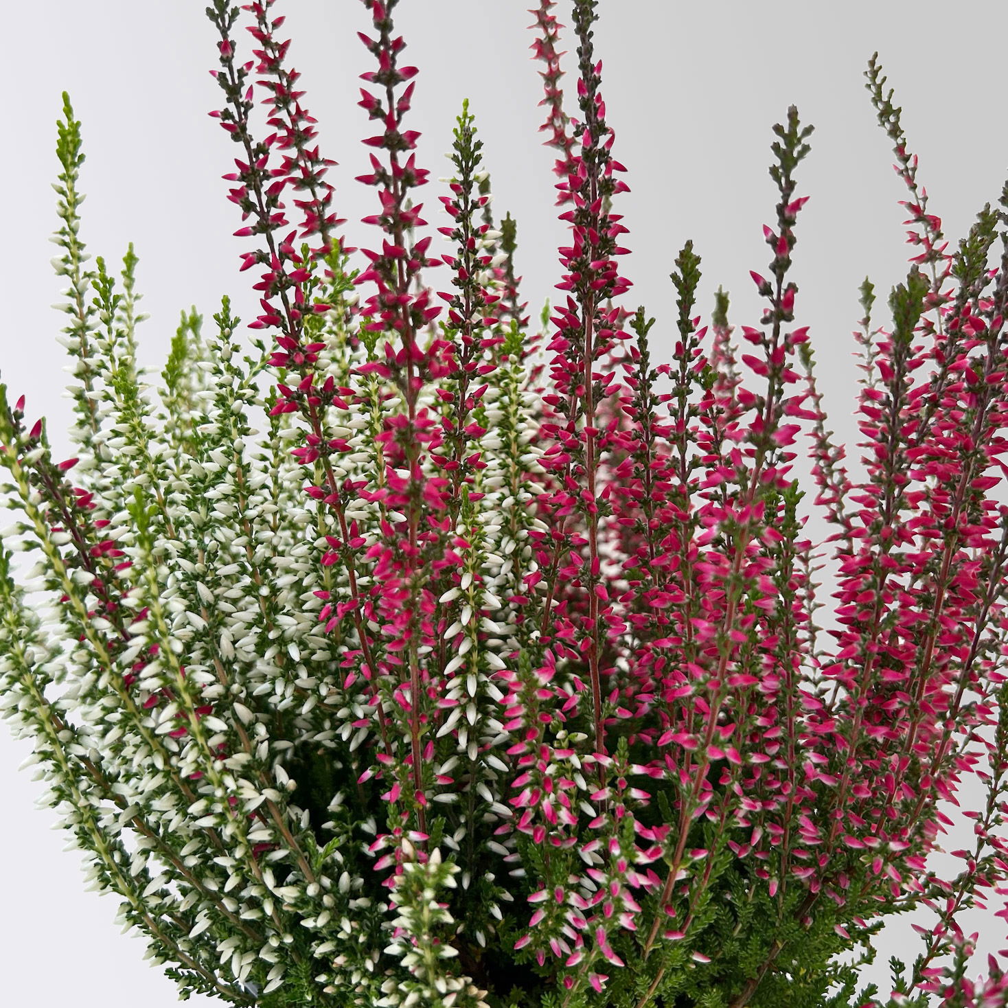 Calluna 'Twin', rot-weiß, Topf-Ø 12/13 cm, 6 Pflanzen