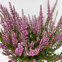 Knospenheide, rosa, Topf-Ø 10,5/11 cm, 8 Pflanzen