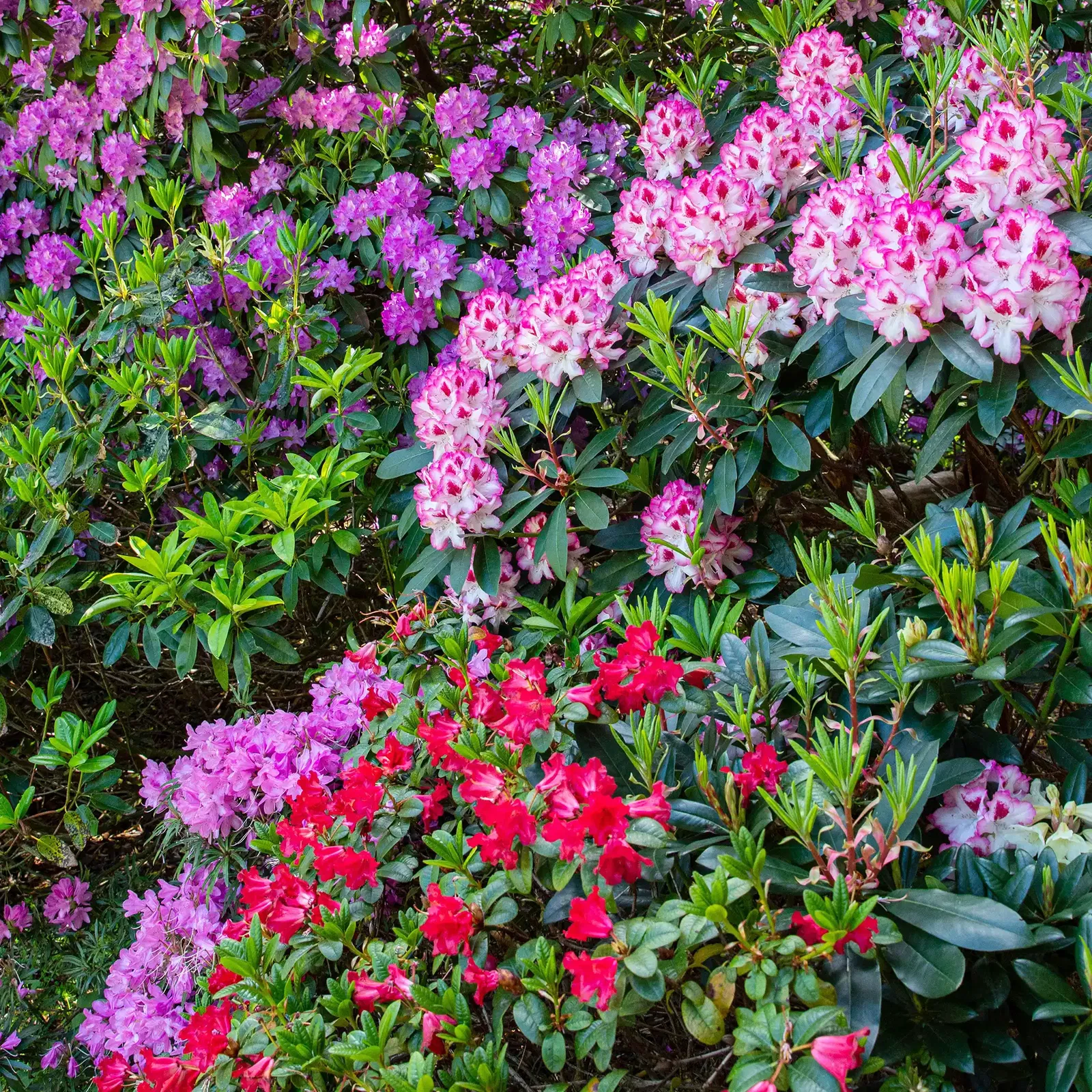 Rhododendron