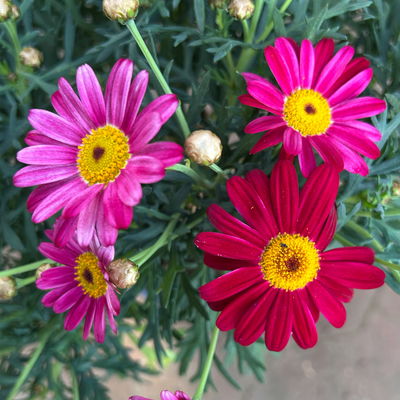 Margerite, Farbe zufällig, Stamm, Topf-Ø 15 cm, 2 Pflanzen