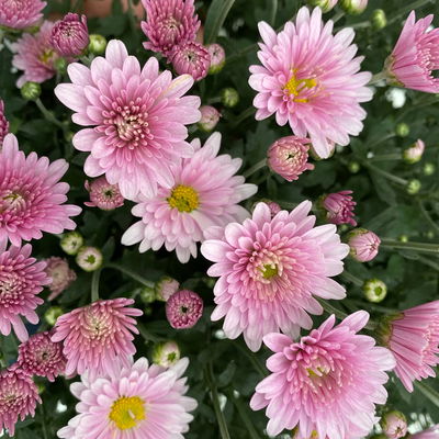 Chrysanthemen, rosa, Topf-Ø 19 cm, 3 Pflanzen Chrysanthemen, rosa, Topf-Ø 19 cm, 3 Pflanzen