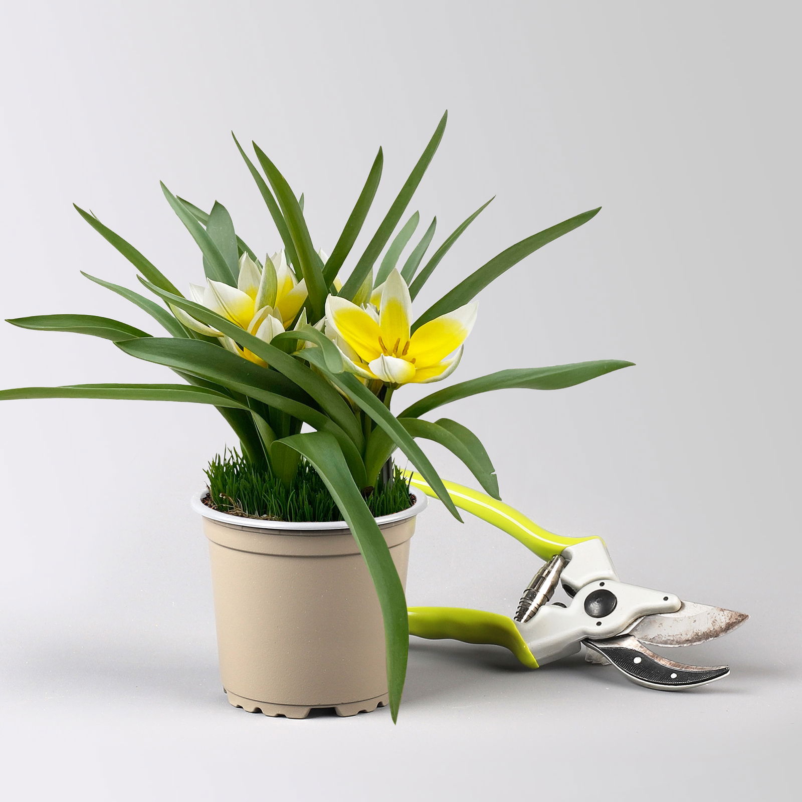 Zwiebelpflanzen-Set Frühlingsbote, gelb-weiß, 9 Pflanzen Zwiebelpflanzen-Set Frühlingsbote, gelb-weiß, 9 Pflanzen