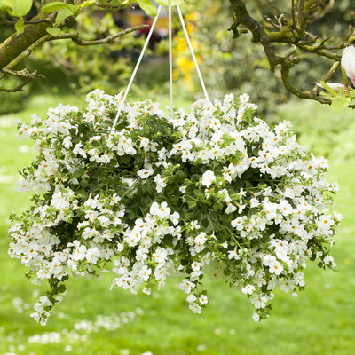 Schneeflockenblume, 6er-Set, weiß, Topf 12 cm Ø Schneeflockenblume, 6er-Set, weiß, Topf 12 cm Ø