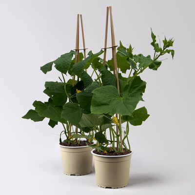Gurkenpflanzen 'Pick-&-Joy® Snack Cucumber', Topf-Ø 15 cm, 2 Pflanzen