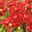 Bio Winteraster rot, Topf-Ø 11 cm, 3er-Set