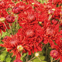 Bio Winteraster rot, Topf 11x11 cm, 3 Pflanzen