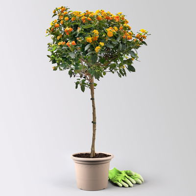 Wandelröschen, orange, Stamm, Topf-Ø 23 cm