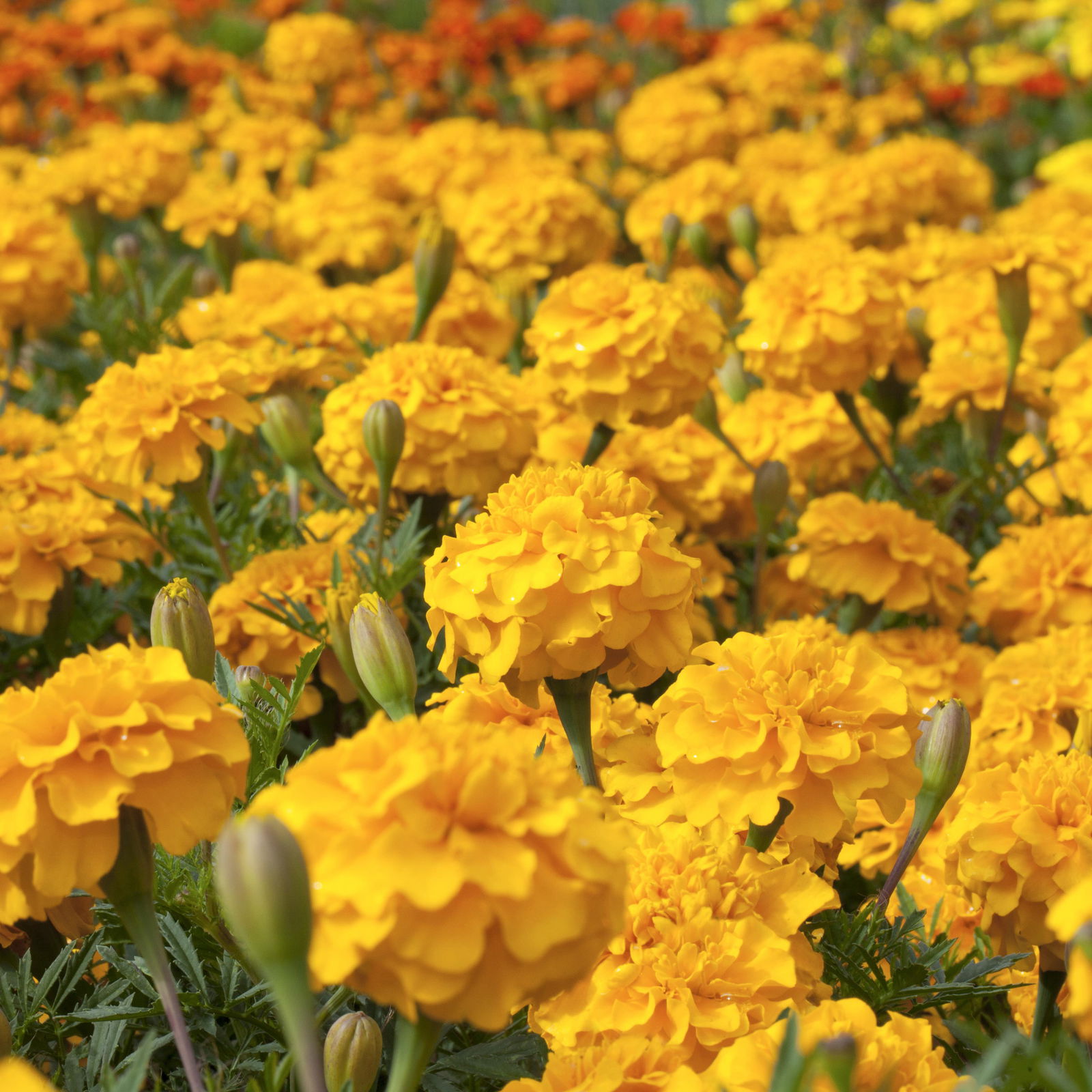 Tagetes, Farbe zufällig, Topf-Ø 12 cm, 6er-Set