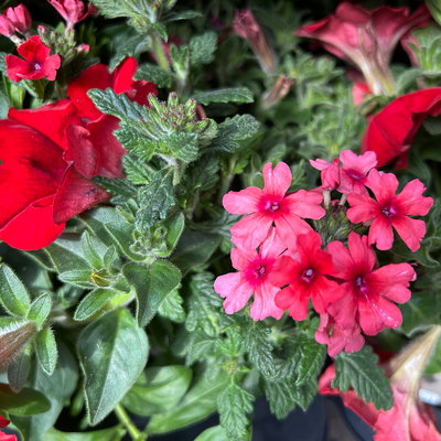 Sommerblüher-Mix, rot-hellrot-gelb, Topf-Ø 13 cm, 6 Pflanzen