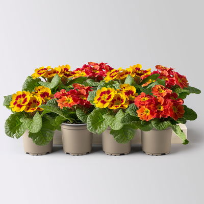 Primel 'Tagetes', gelb-orange-rot, Farben zufällig, Topf-Ø 11 cm, 8 Pflanzen