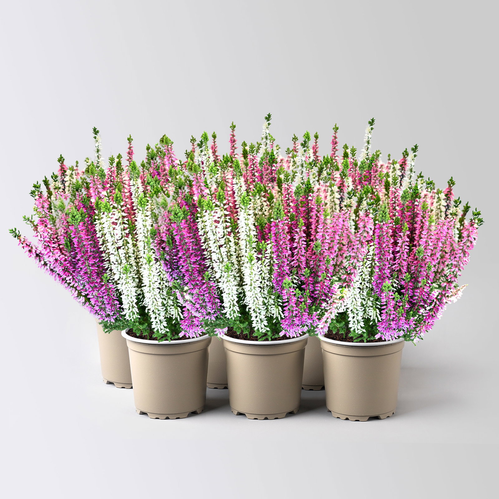 Calluna 'Beauty Ladies® Harmony' Trio, lila-rosa-weiß, Topf-Ø 11 cm, 6 Pflanzen Calluna 'Beauty Ladies® Harmony' Trio, lila-rosa-weiß, Topf-Ø 11 cm, 6 Pflanzen
