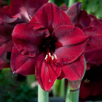 Amaryllis in Wachs XL, Dekor 'Basic Red', Blüte dunkelrot Amaryllis in Wachs XL, Dekor 'Basic Red', Blüte dunkelrot