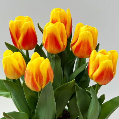 Tulpe gelb-rot, vorgetrieben, Topf-Ø 15 cm, 3 Pflanzen Tulpe gelb-rot, vorgetrieben, Topf-Ø 15 cm, 3 Pflanzen