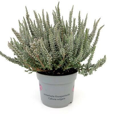 Calluna Fluffy®, silberlaubig, Topf-Ø 11 cm, 6 Pflanzen