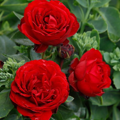 Stammrose 'Till Eulenspiegel®', Beetrose, rot, Stammhöhe 60cm, Topf 7,5 Liter