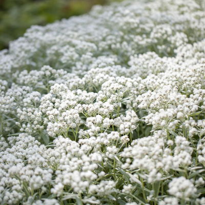 Bio Perlkörbchen 'Silberregen', silbrig weiß, Topf 11x11 cm, 3 Pflanzen Bio Perlkörbchen 'Silberregen', silbrig weiß, Topf 11x11 cm, 3 Pflanzen