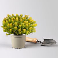 Fetthenne, Fettblatt gelb, Topf Ø 12 cm, 3 Pflanzen Fetthenne, Fettblatt gelb, Topf Ø 12 cm, 3 Pflanzen