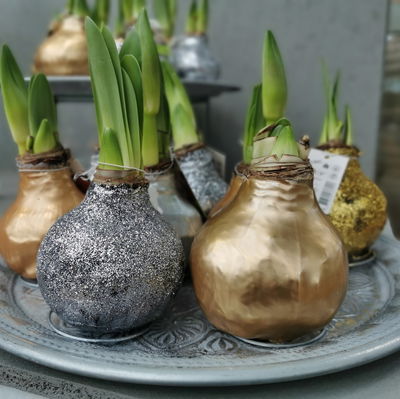 Amaryllis in Wachs XL, Dekor 'Superior Gold', Blüte rot Amaryllis in Wachs XL, Dekor 'Superior Gold', Blüte rot