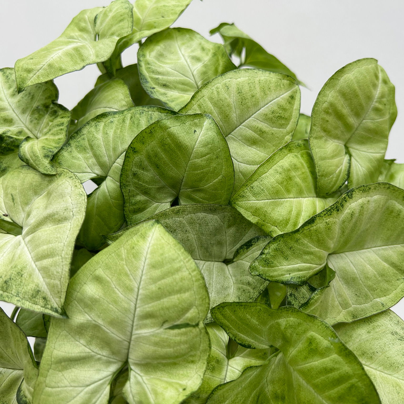 Syngonium 'White Butterfly', Topf-Ø 12cm, 2 Pflanzen
