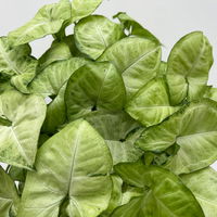 Syngonium 'White Butterfly', Topf-Ø 12cm, 2 Pflanzen