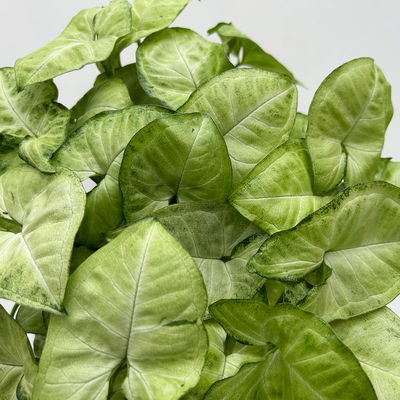 Syngonium 'White Butterfly', Topf-Ø 12cm, 2 Pflanzen Syngonium 'White Butterfly', Topf-Ø 12cm, 2 Pflanzen