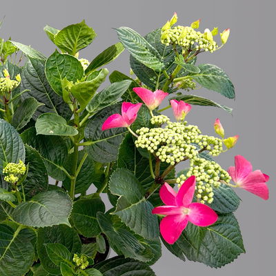 Kölle Tellerhortensie, Hydrangea macropylla, rot, im 5 lt. Topf