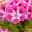 Geranie 'Pinkerbell®' pink/weiß, stehend, Topf-Ø 13 cm, 6er-Set