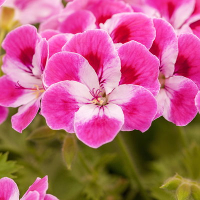 Geranie 'Pinkerbell®' pink/weiß, stehend, Topf-Ø 13 cm, 6er-Set