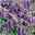 Bio Campanula punctata 'Kent Belle' violett, Topf-Ø 11 cm, 3er-Set