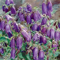 Bio Campanula punctata 'Kent Belle' violett, Topf-Ø 11 cm, 3er-Set