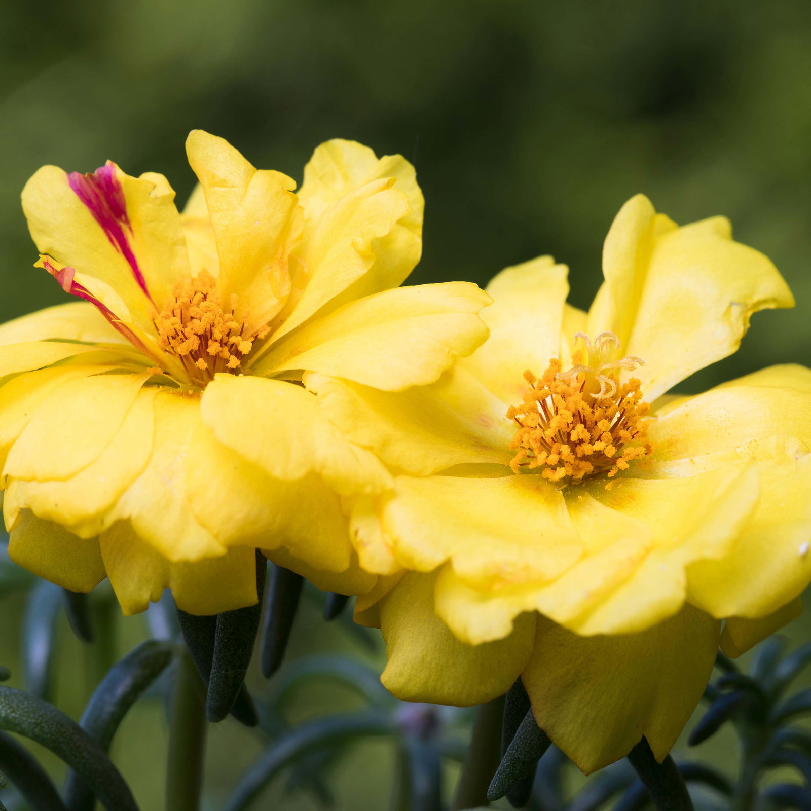 Pflanzenkreation 'Sonnenkünstler', 12 Pflanzen inkl. Erde und Dünger