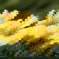 Pflanzenkreation 'Sonnenkünstler', 12 Pflanzen inkl. Erde und Dünger