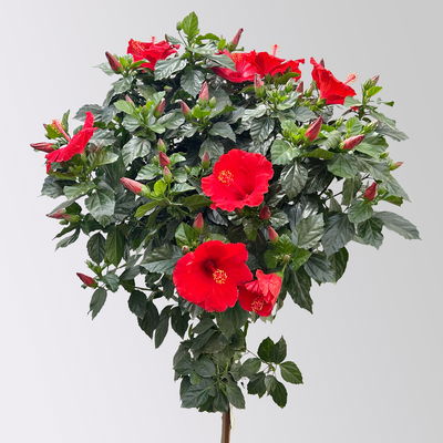 Hibiskus, rot, Stamm, Topf-Ø 23 cm, Höhe ca. 120 cm