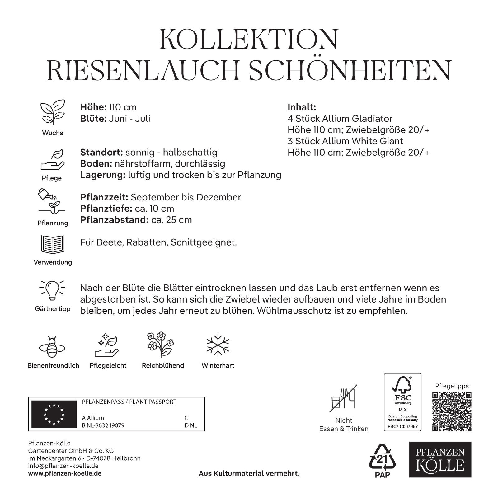 XXL Allium Mischung 'Riesenlauch Schönheiten', weiß, lila, 7 Blumenzwiebeln XXL Allium Mischung 'Riesenlauch Schönheiten', weiß, lila, 7 Blumenzwiebeln