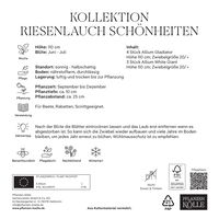 XXL Allium Mischung 'Riesenlauch Schönheiten', weiß, lila, 7 Blumenzwiebeln XXL Allium Mischung 'Riesenlauch Schönheiten', weiß, lila, 7 Blumenzwiebeln