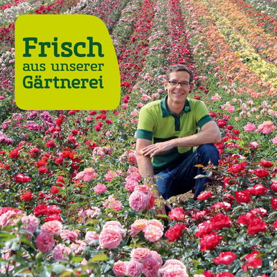 Kölle Bio Zwergreneklode 'Goldust'®, Topf 7,5 Liter Kölle Bio Zwergreneklode 'Goldust'®, Topf 7,5 Liter