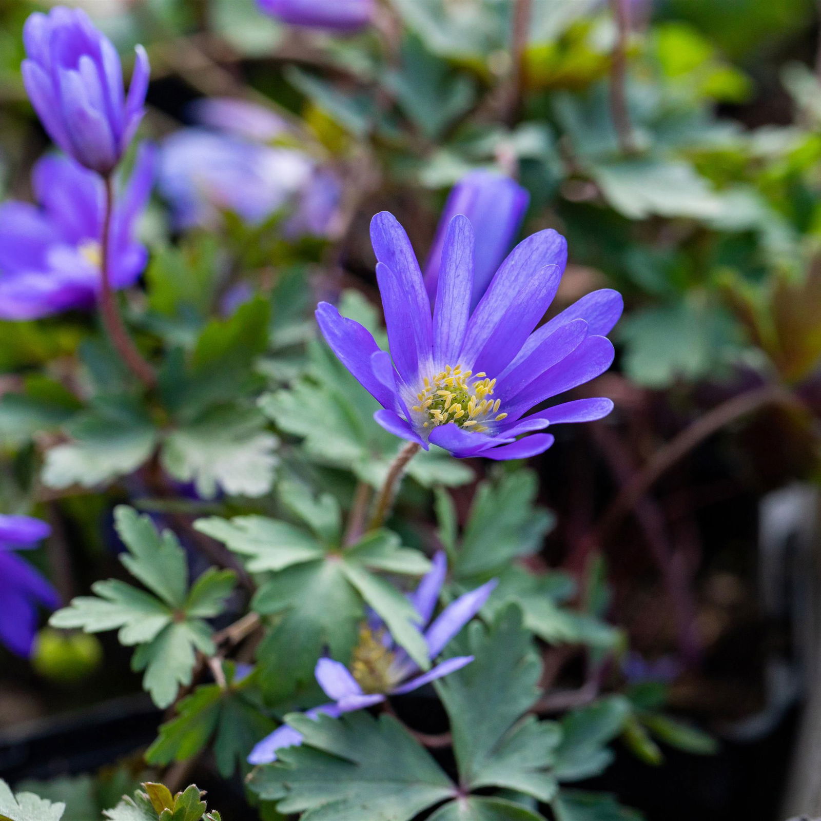 Anemone blanda 'Blue Shades', blau, Topf-Ø 9 cm, 6 Stück