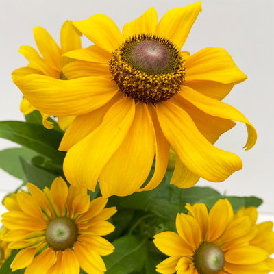 Rudbeckia hirta T13 'Toto', H28 (*) Rudbeckia hirta T13 'Toto', H28 (*)
