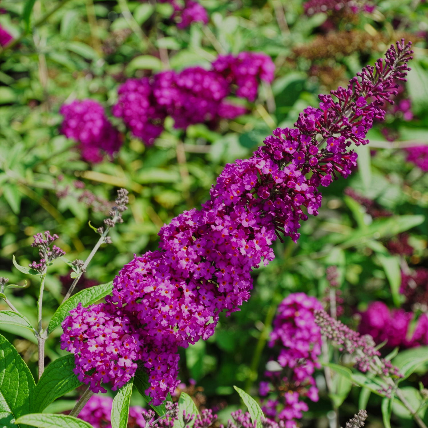 Sommerflieder, Buddleja davidii 'Royal Red', purpurrot, Topf 5 lt.