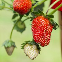 Öftertragende Bio-Erdbeere 'Toscana', 3er-Set, Topf-Ø 12 cm
