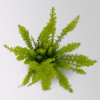 Baumheide, gelblaubig, Topf-Ø 11cm, 6 Pflanzen